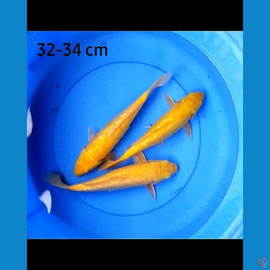Paket karashi full ginrin mata merah 32 -34 cm