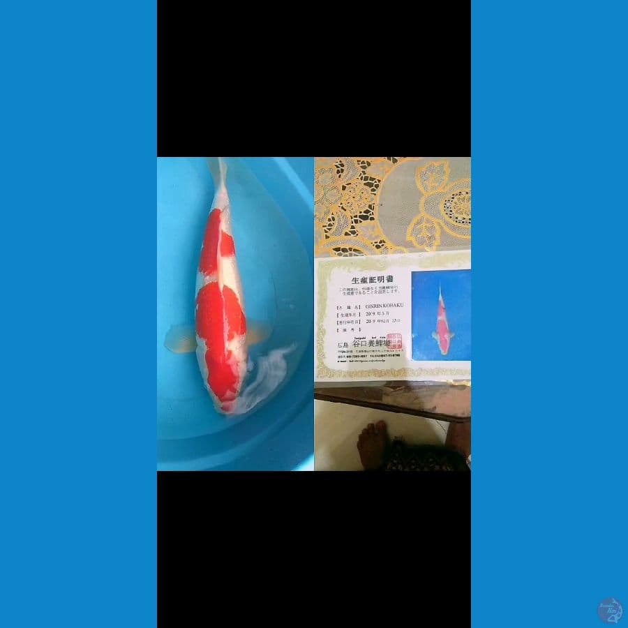 F50cm Kohaku ginrin serti Taniguchi