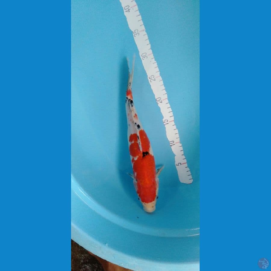 Sanke 35cm