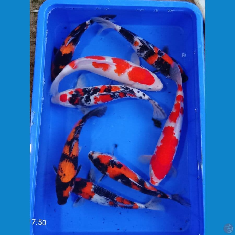 Ghosanke jozz 28-36cm