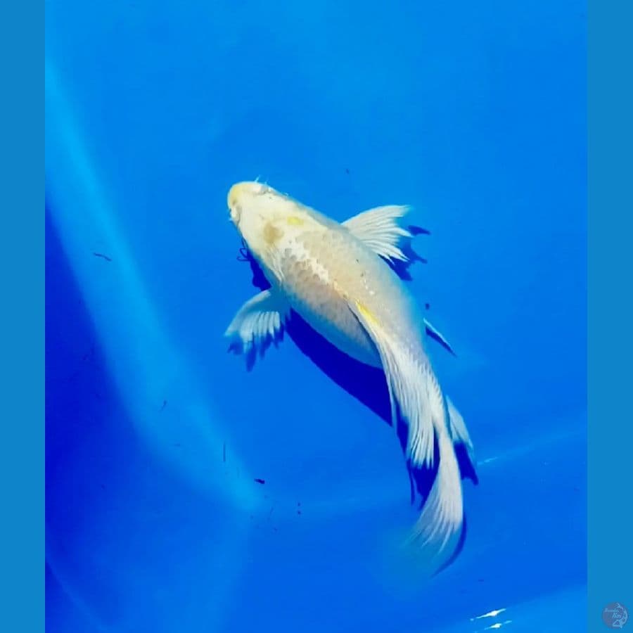 SB 28 CM