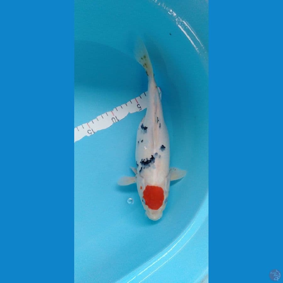 Tancho sanke original 32cm
