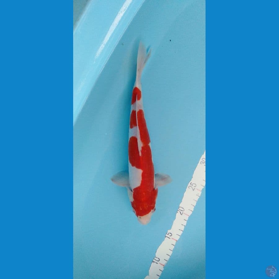 Kohaku doitu murni 31cm