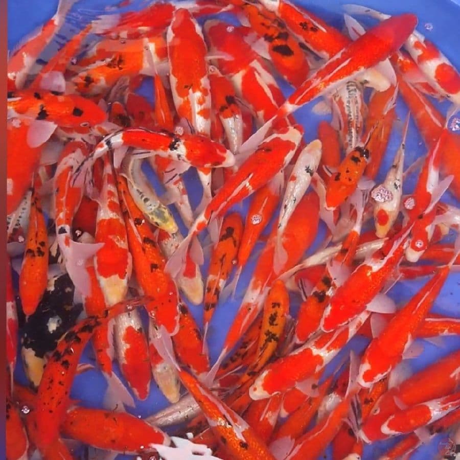 PAKET MIXX KOHAKU SANKE GINDRIN 20-35CM 100EKOR
