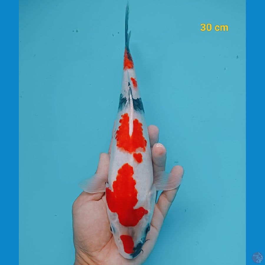 Showa 30 cm