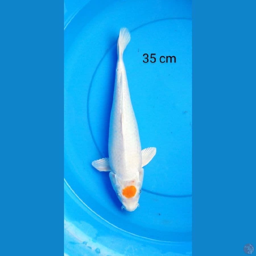 tancho hariwake 35 cm