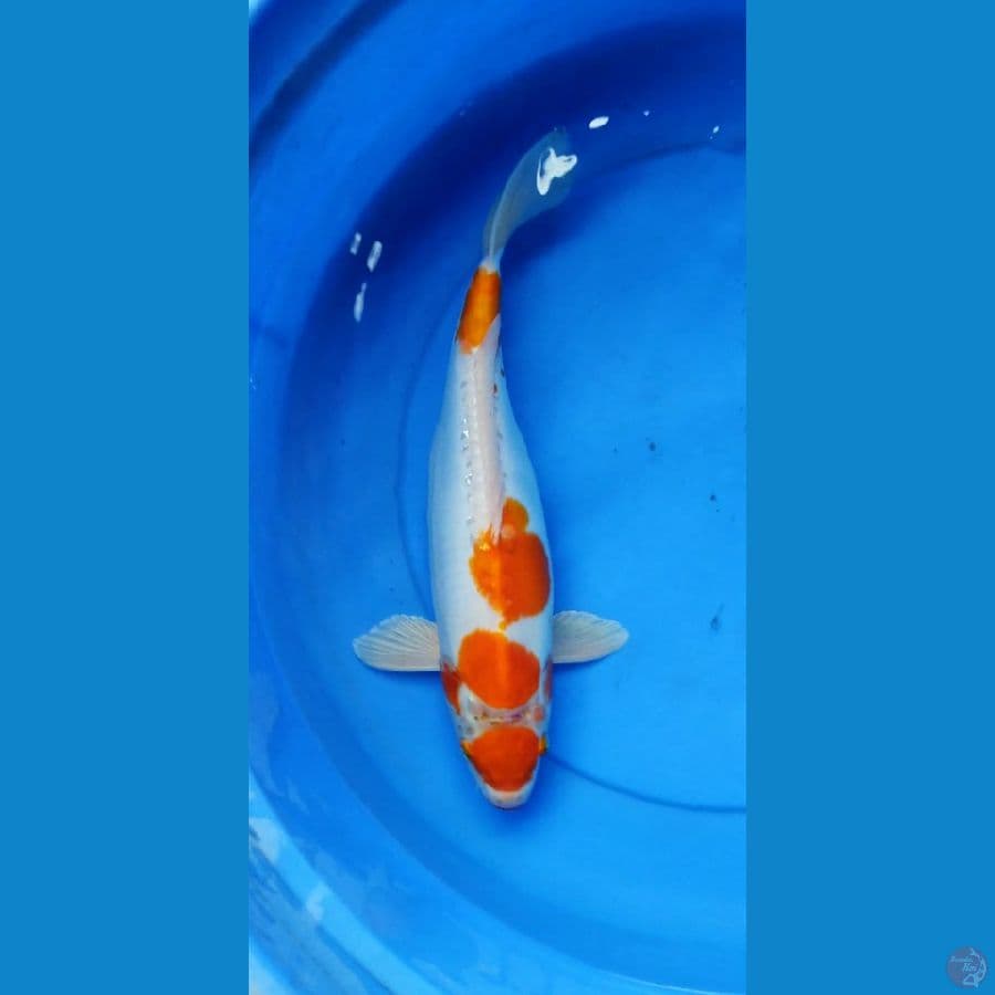 tancho kohaku 36 cm