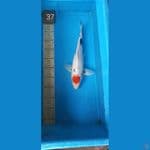 tancho showa 37cm