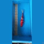 kohaku 30cm
