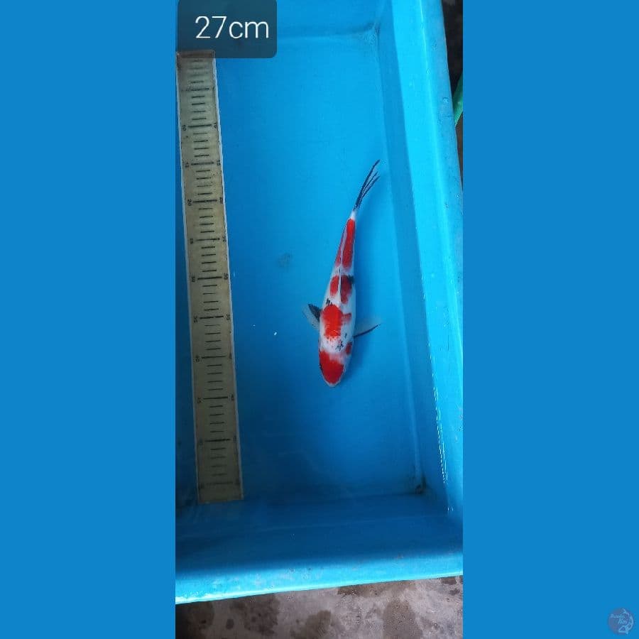 tattegoi showa 27cm