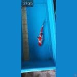 tattegoi showa 27cm