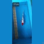 tancho showa 27cm
