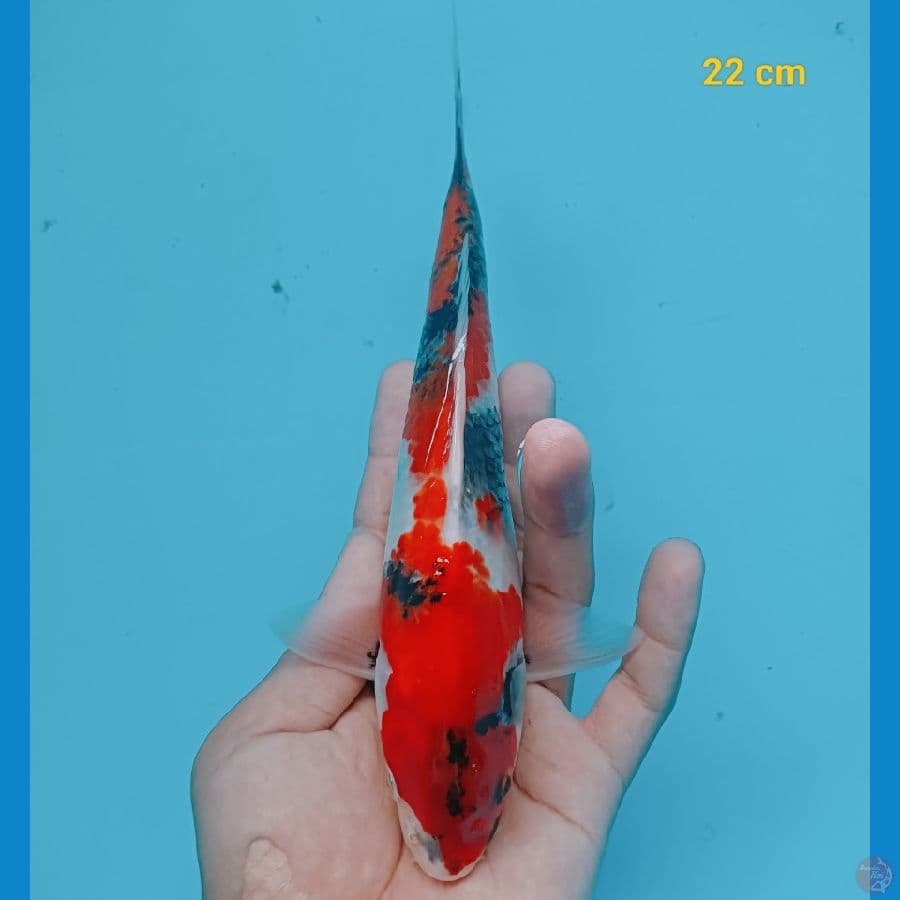 ori 22 cm