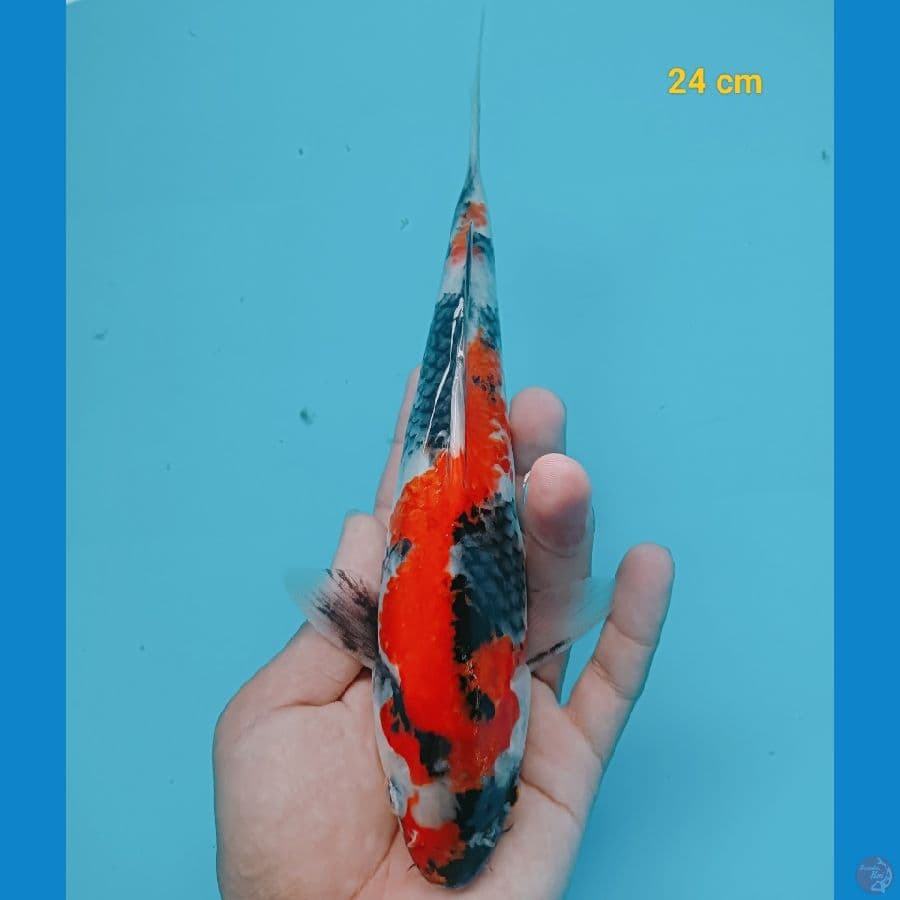 showa 24 cm
