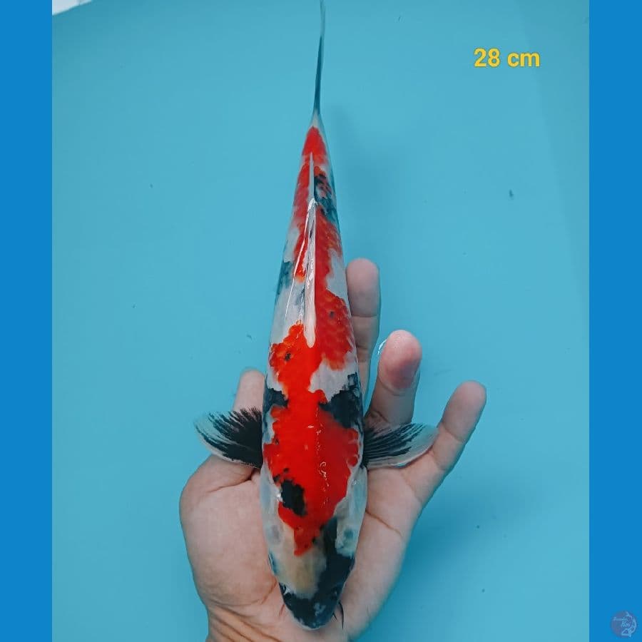 showa 28 cm