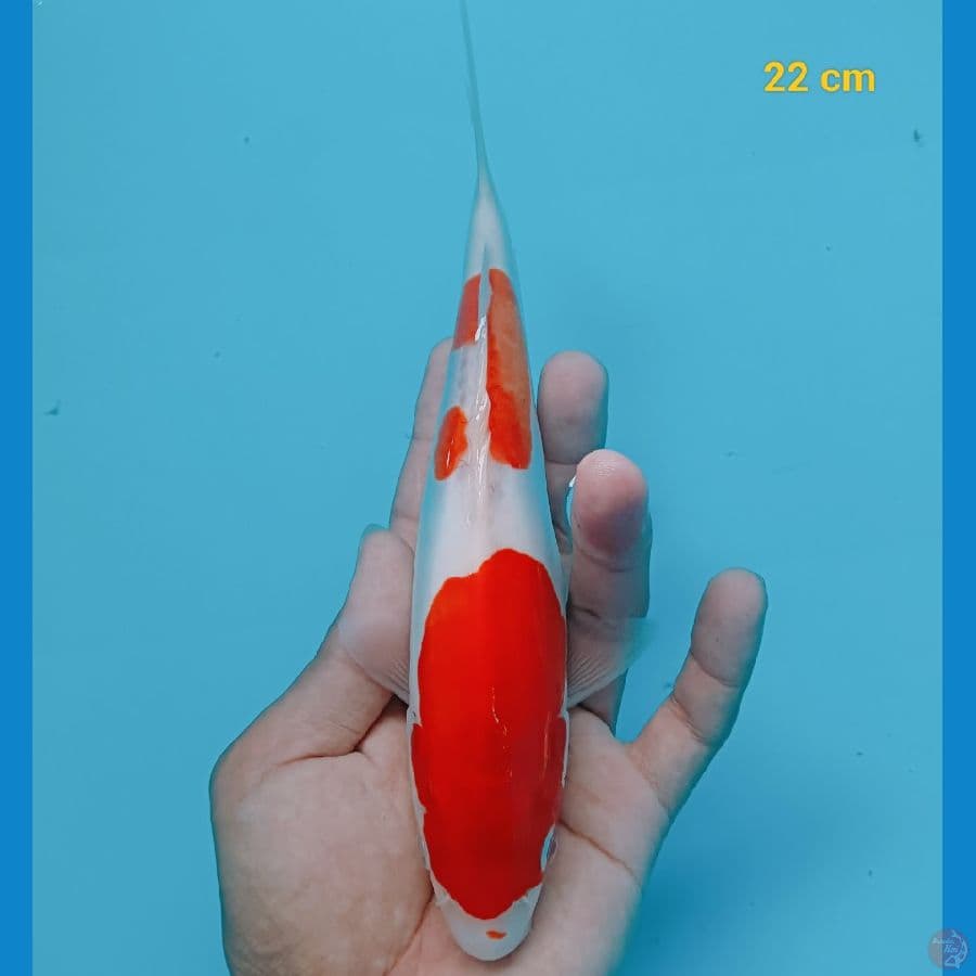 kohaku doit murni 22 cm