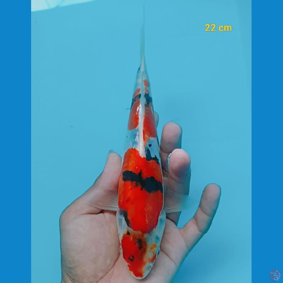 showa doit 22 cm