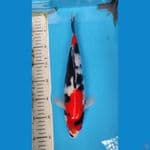 SHOWA 32 CM/M
