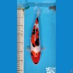 SHOWA 30 CM/F