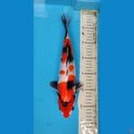 SHOWA 30 CM/F