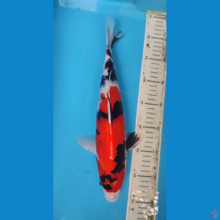 SHOWA 35CM/M