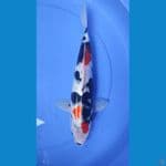 kindai SHOWA 36cm/F