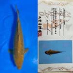 CHAGOI MIDORI IMPORT 50CM