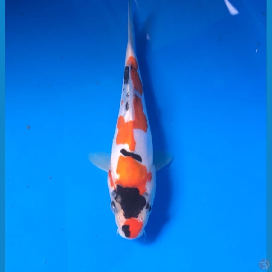 showa doitsu 18cm