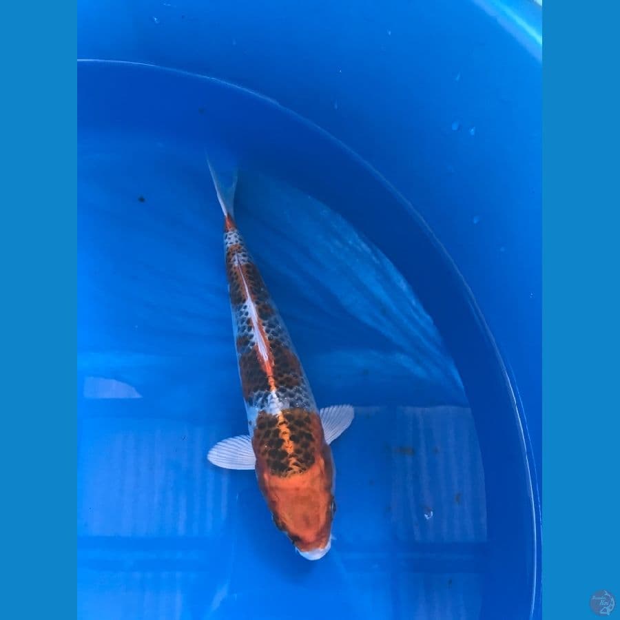 kujaku 26cm