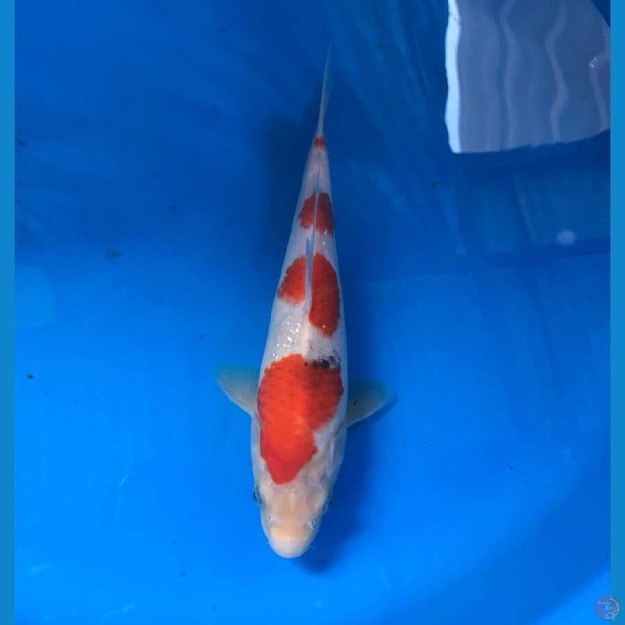 3 step tategoi 23cm