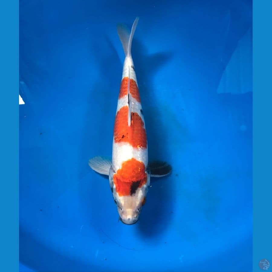 showa 29cm
