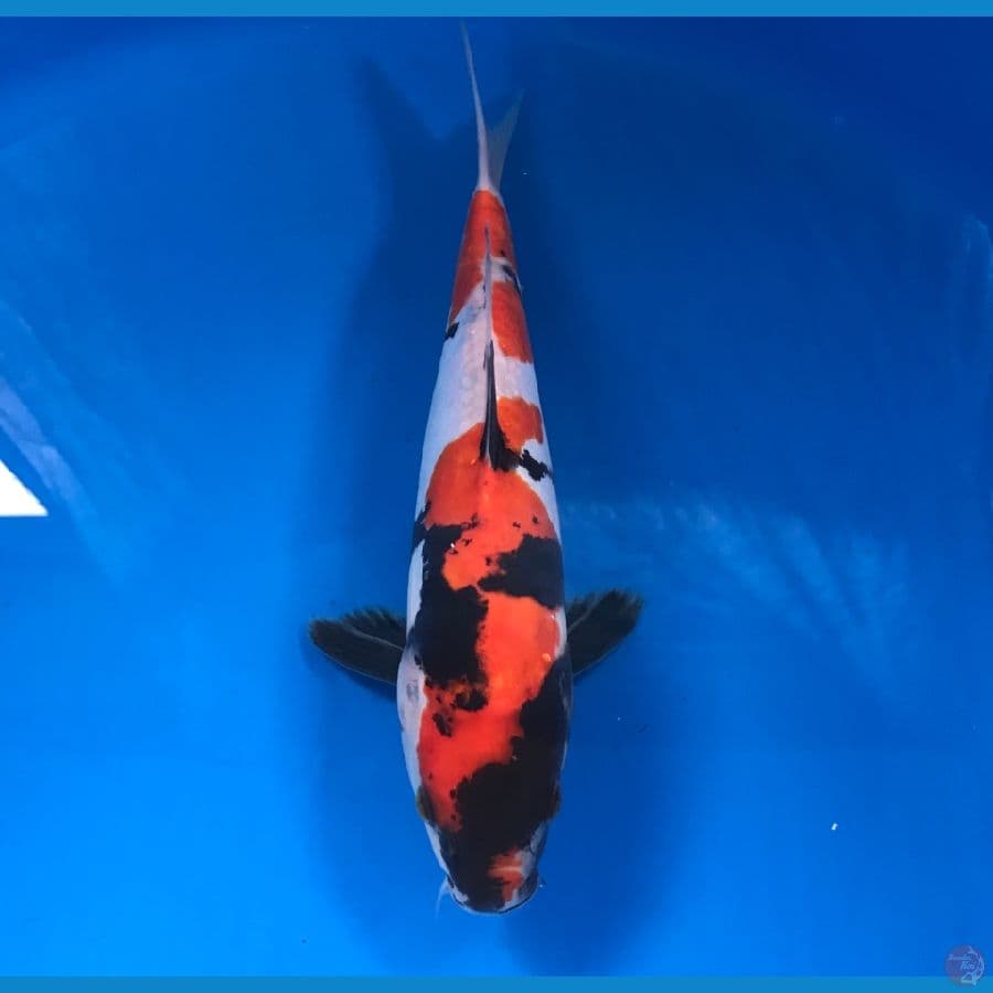 doitsu 26cm