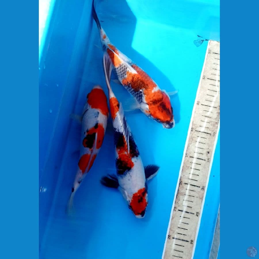 Paket 27cm