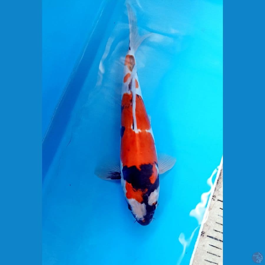 Showa 28cm