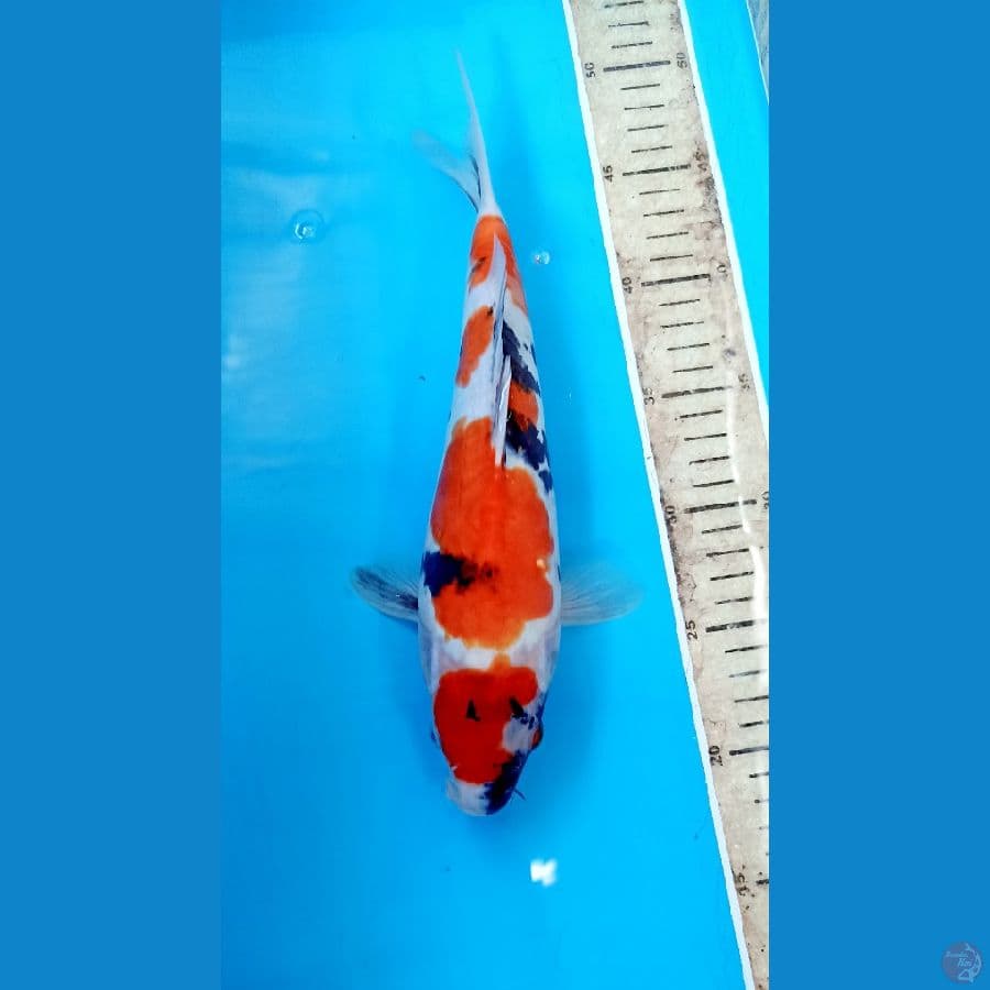 Showa 29cm