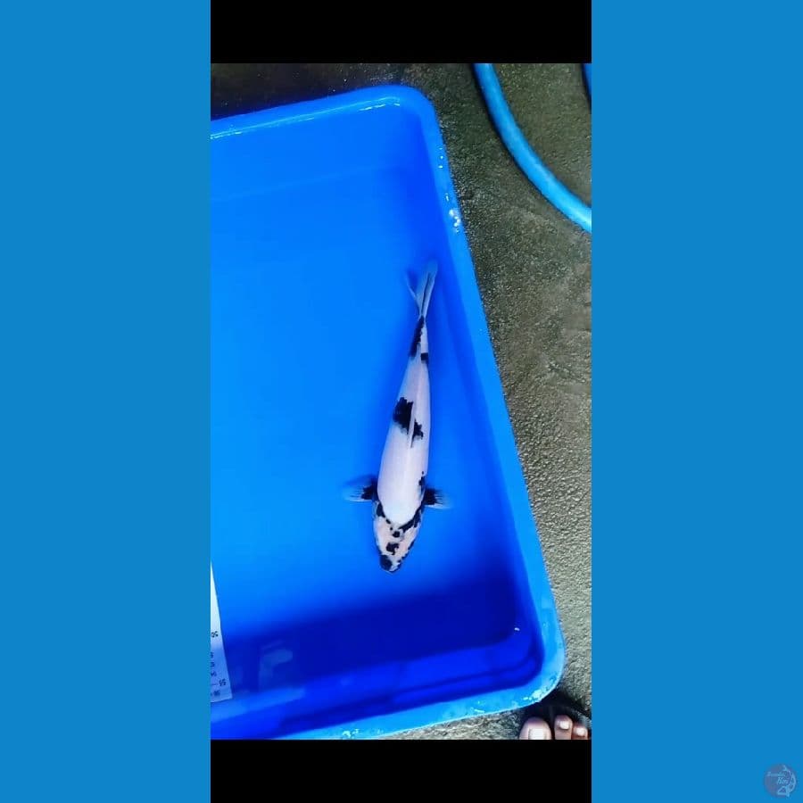 shiro putih bersih 35bu 