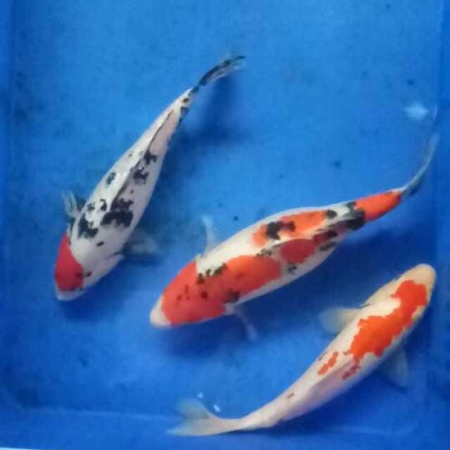 Mix 3ekor 27-30cm