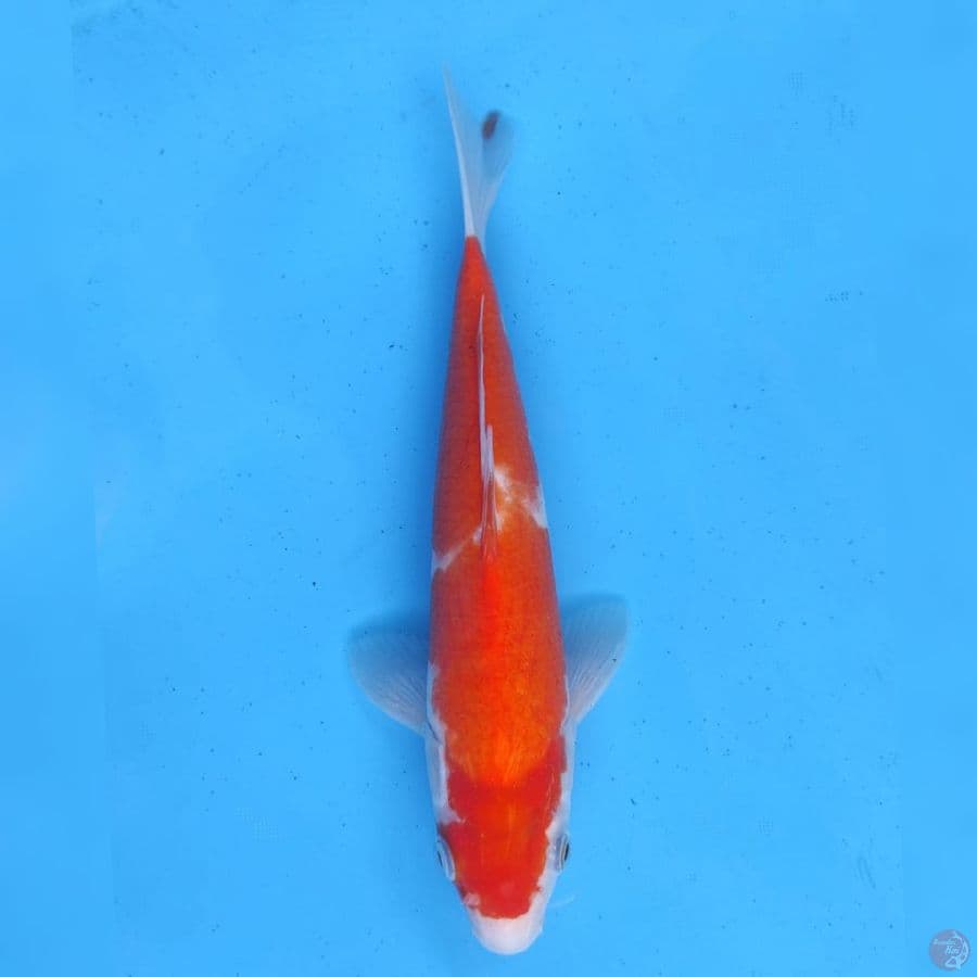 Kohaku Hoshikin non serti..!!
