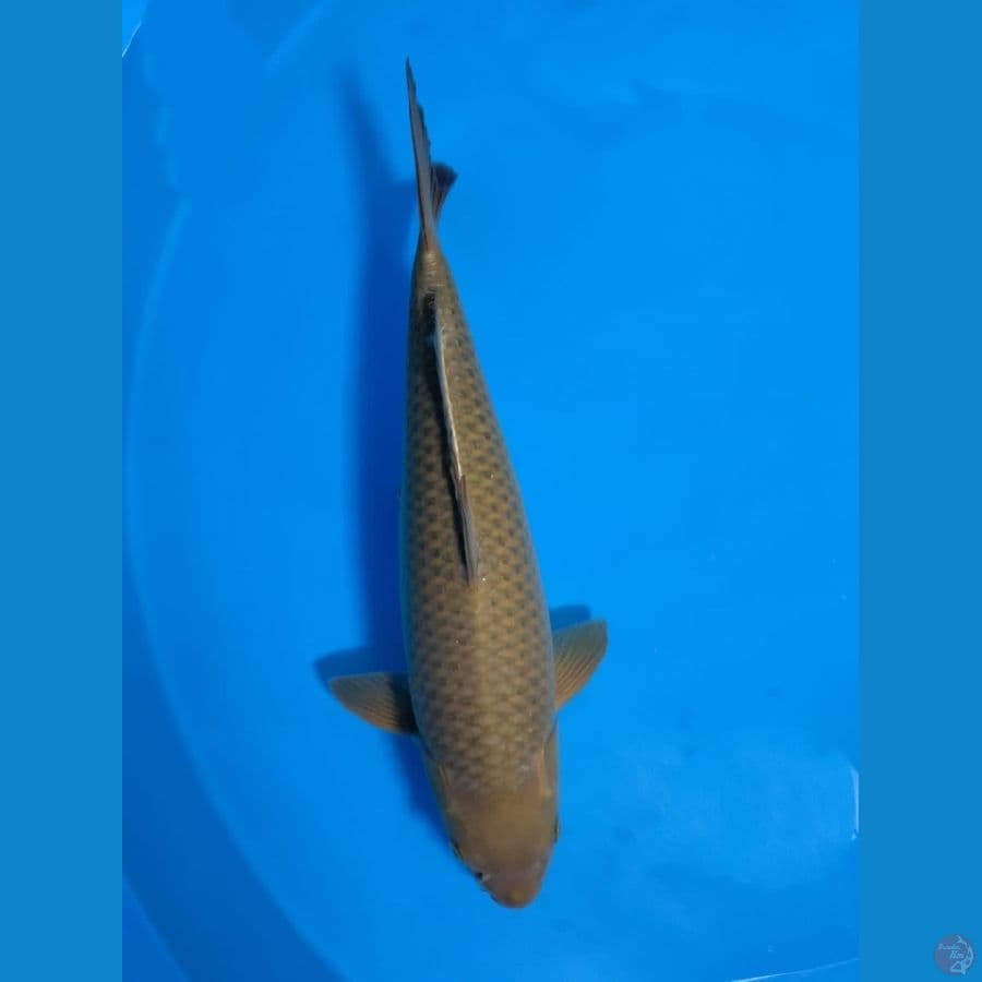CHAGOI MARUDO IMPORT 50CM