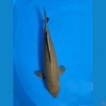 CHAGOI MARUDO IMPORT 50CM