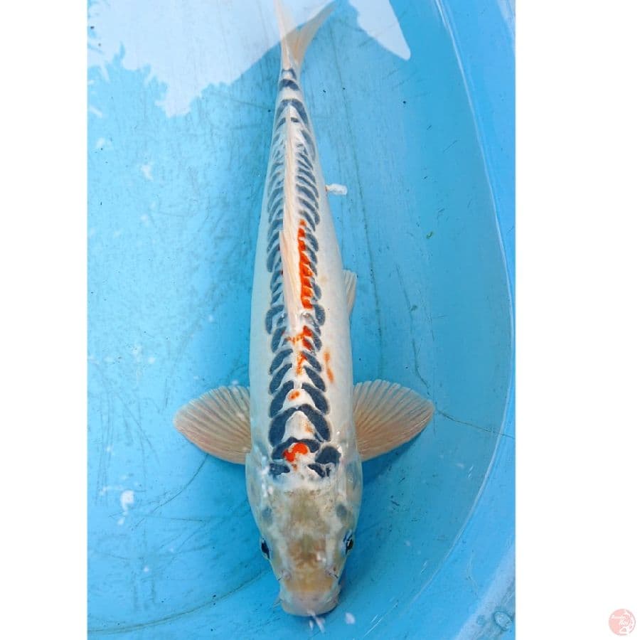 JUMBO DOITSU RING RAPI 42 CM