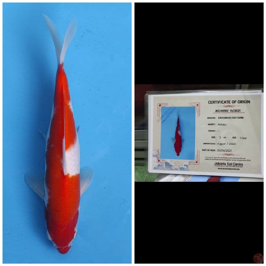 Sakamaki Kohaku 