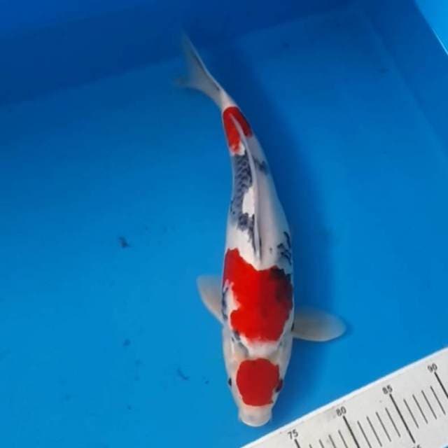 Showa MARUTEN TATEGOI