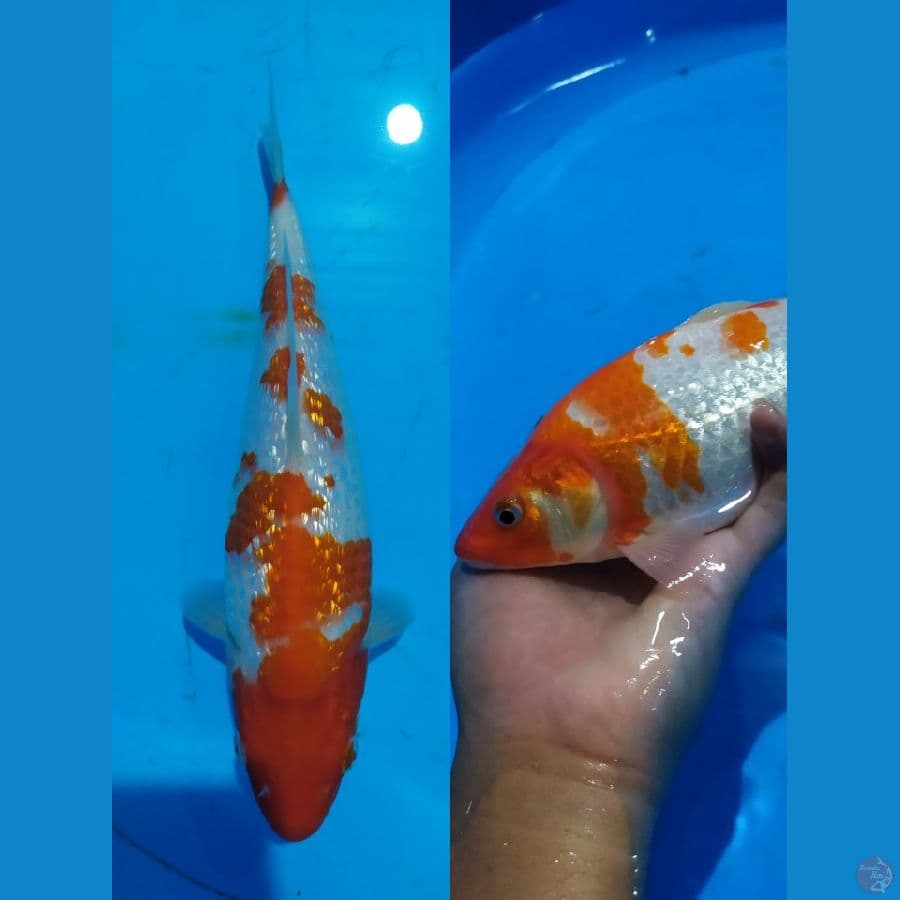 kohaku ginrin bulky