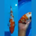 kohaku ginrin bulky