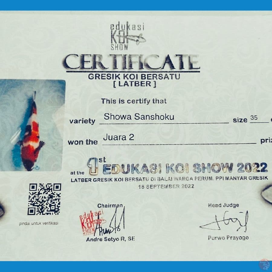 showa Juara2 37cm prospek
