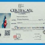 showa Juara2 37cm prospek 