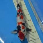Showa SUMI CEPLOK