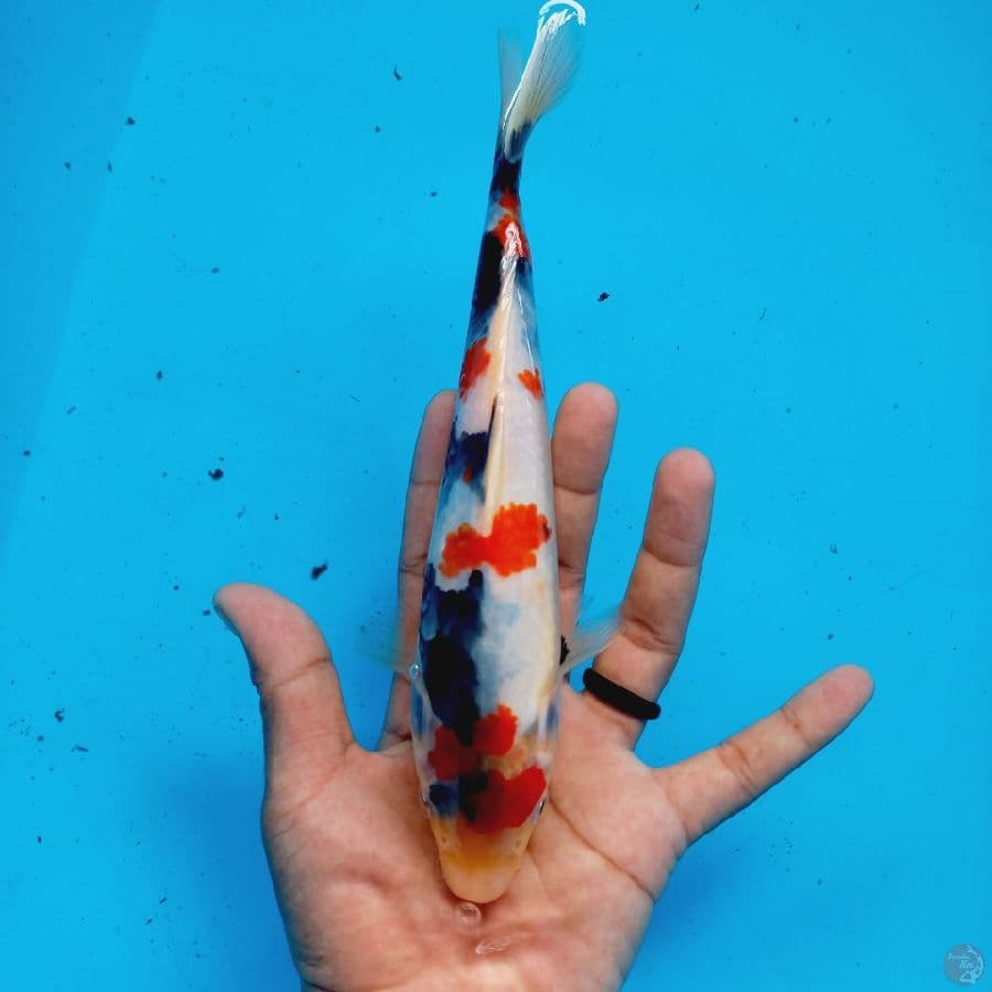 KINDAI SHOWA//24 CM 