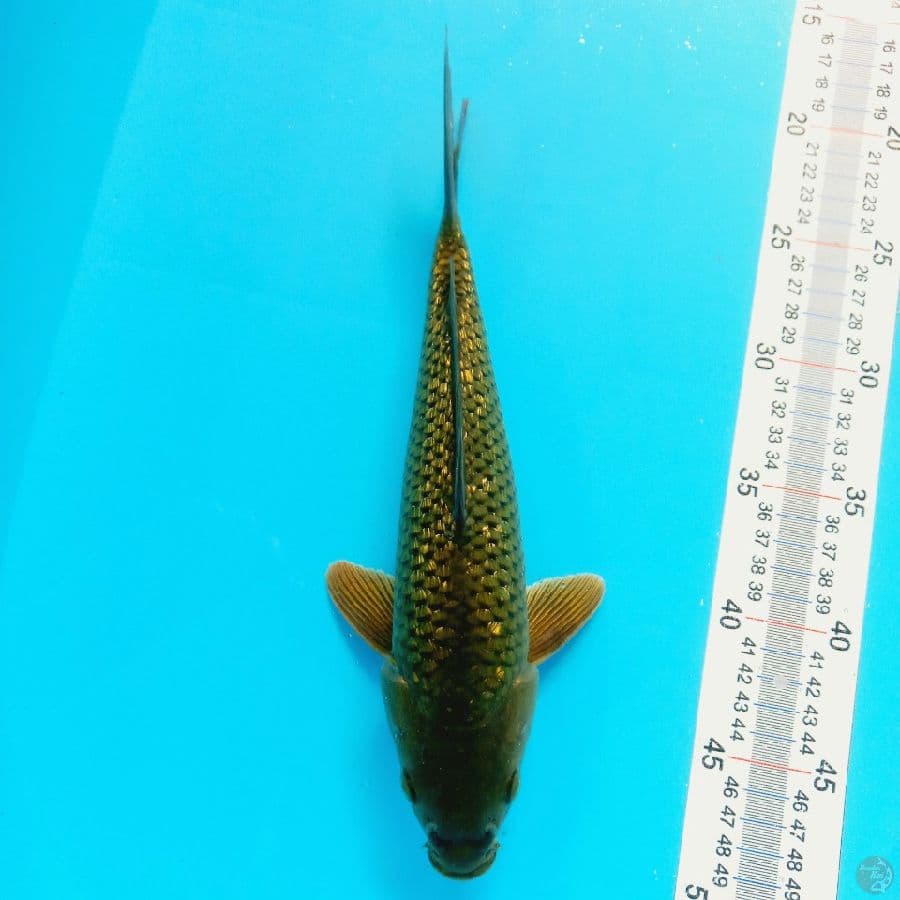 MIDORI GINRIN//ML/30 CM